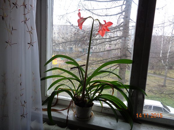 Сегодня у меня новость!!!